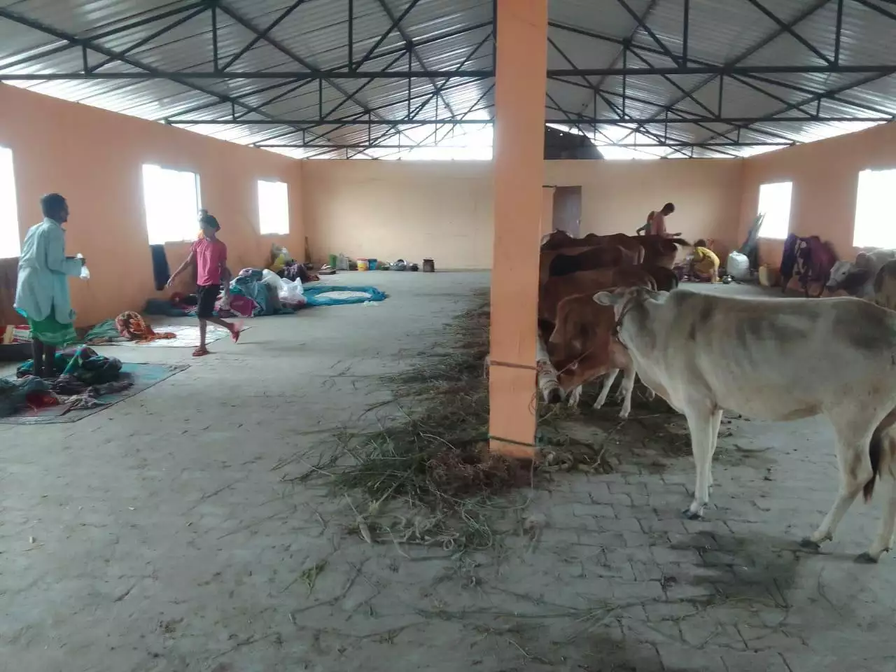 Flood affected people and cattles taking shelter at the Flood Shelter in Hoiborgaon, Boralimari, Morigaon